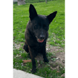 Mount Vernon-Lisbon (Iowa) Police K-9 Monster reportedly ran away from home Monday night. He was found dead in an icy pond Tuesday.